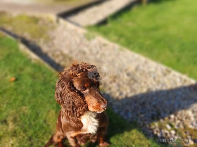 Cocker Spaniels for sale in Duns, Scottish Borders