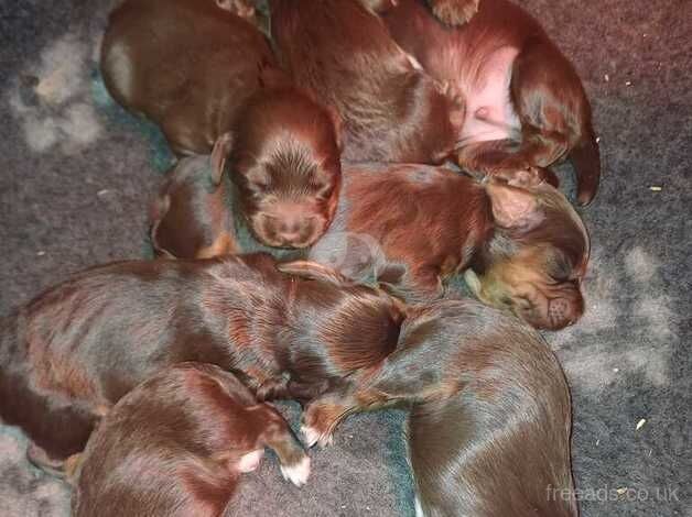 Cocker Spaniel Puppies for sale in Scottish Borders