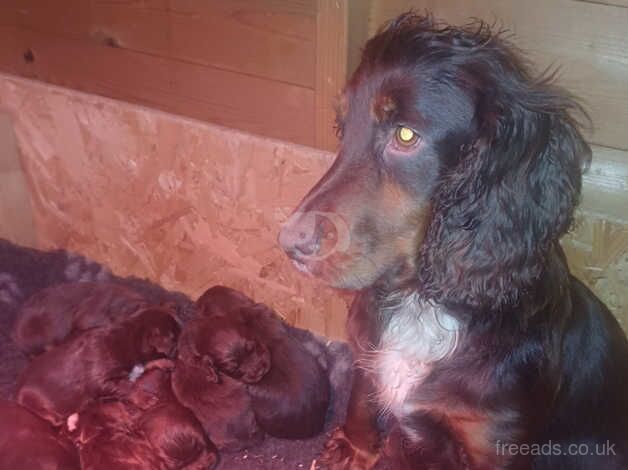 Cocker Spaniel Puppies for sale