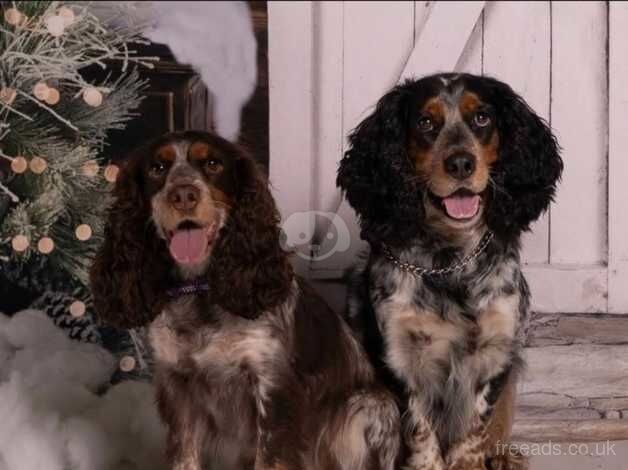 Tri colour roan cocker spaniels for sale in Caerphilly/Caerffil, Caerphilly