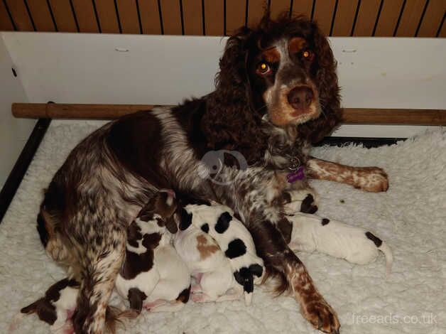 Cocker Spaniels for sale in Caerphilly/Caerffil, Caerphilly