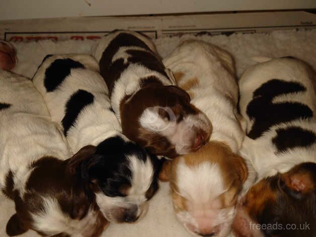 Cocker Spaniel Puppies for sale in Caerphilly