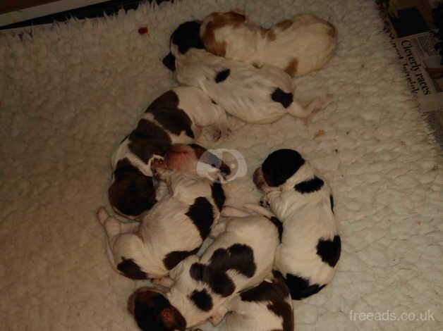 Cocker Spaniel Puppies for sale