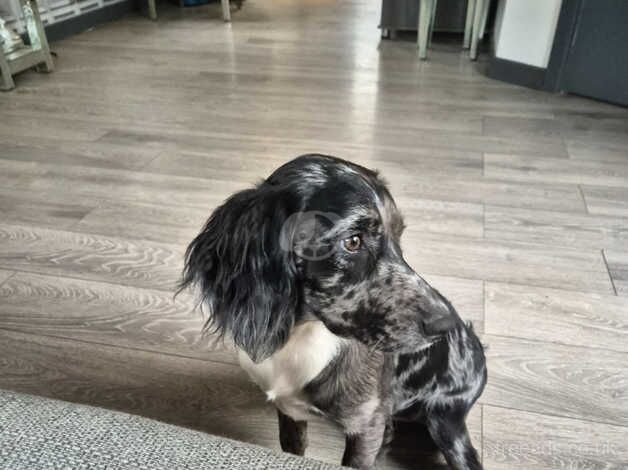 Cocker Spaniels for sale in Middlesbrough, North Yorkshire