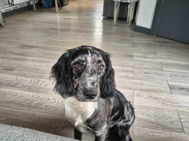 Tri merle female cocker spaniel for sale in Middlesbrough, North Yorkshire - Image 3