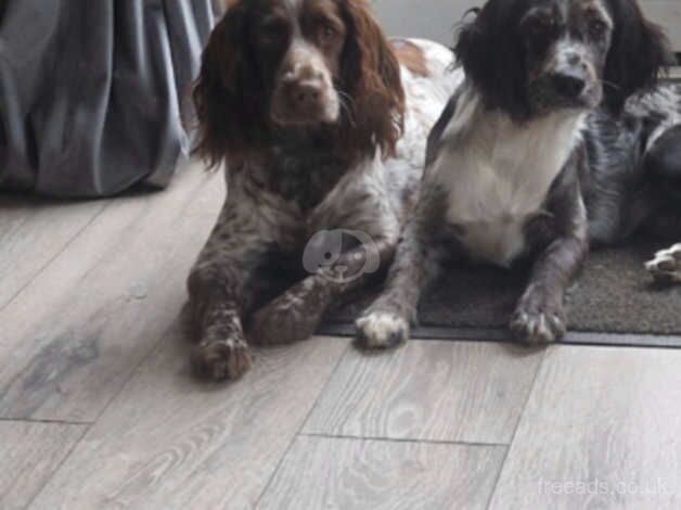 Tri merle female cocker spaniel for sale in Middlesbrough, North Yorkshire - Image 5