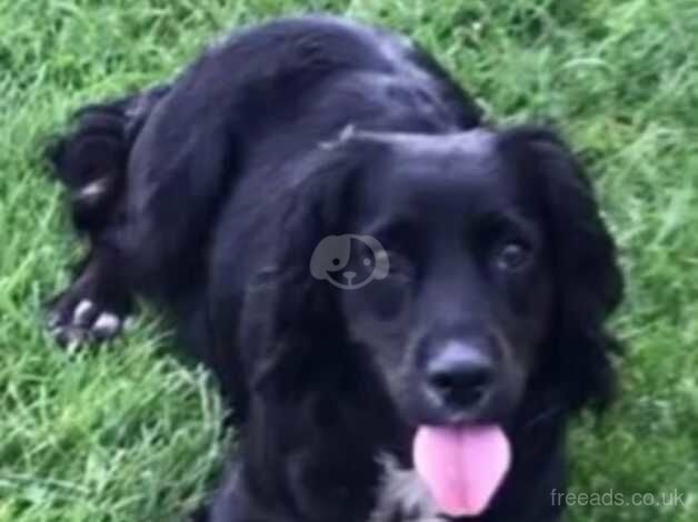 Trixie - amazing 5 year old working cocker spaniel for sale in Manchester, Greater Manchester - Image 1