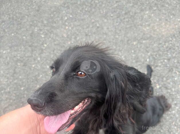 Trixy 3 years old female cocker spaniel for sale in Telford, Shropshire