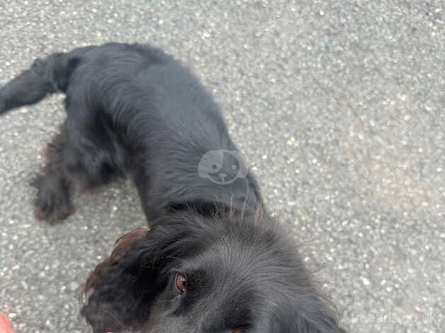 Trixy 3 years old female cocker spaniel for sale in Telford, Shropshire - Image 3