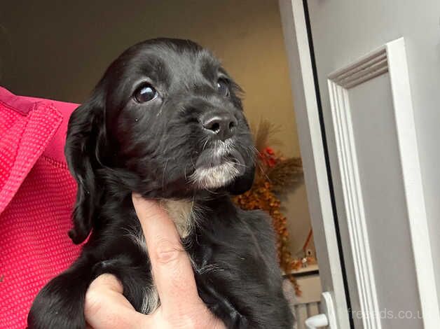 Two girl cocker spaniels for sale in Ashington, Northumberland - Image 1