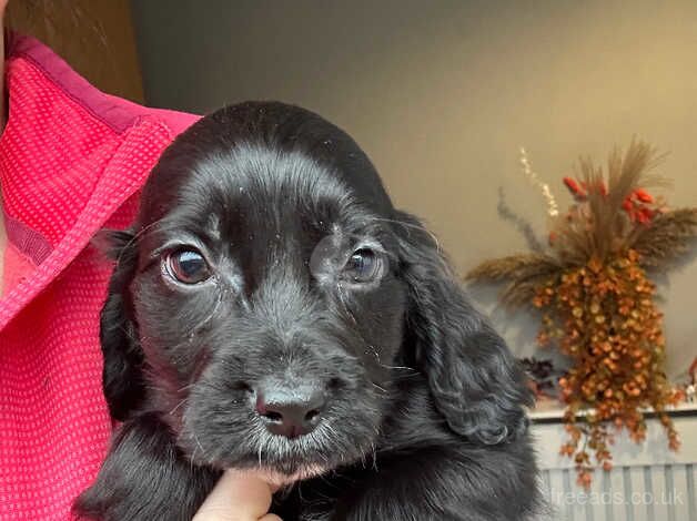 Cocker Spaniels for sale in Ashington, Northumberland