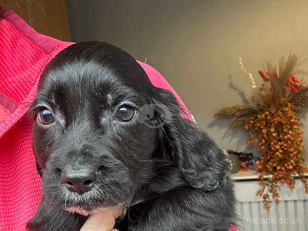 Two girl cocker spaniels for sale in Ashington, Northumberland - Image 3