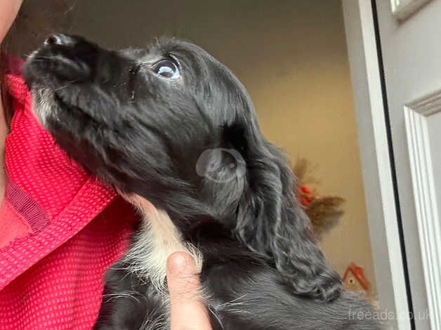 Two girl cocker spaniels for sale in Ashington, Northumberland - Image 4