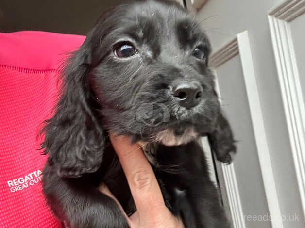 Two girl cocker spaniels for sale in Ashington, Northumberland - Image 5