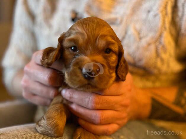 Two golden cocker spaniel puppies for sale in Ilminster, Somerset