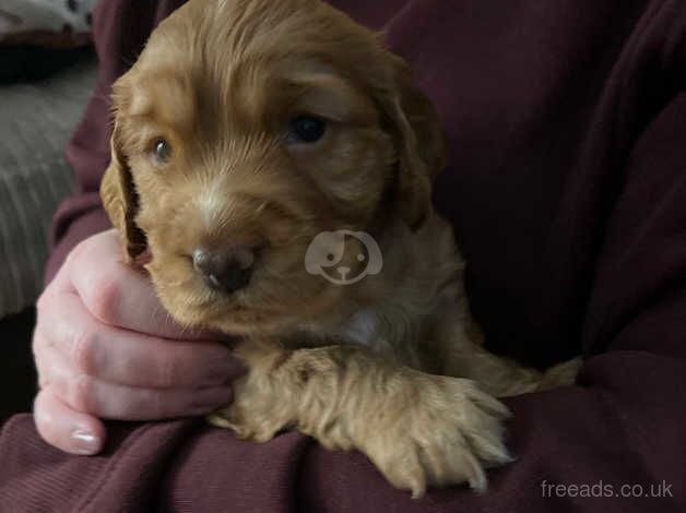 Cocker Spaniels for sale in Ilminster, Somerset