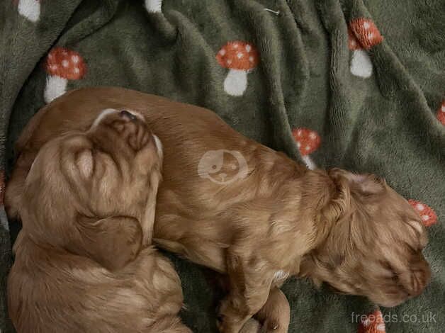 Cocker Spaniel Puppies for sale in Somerset