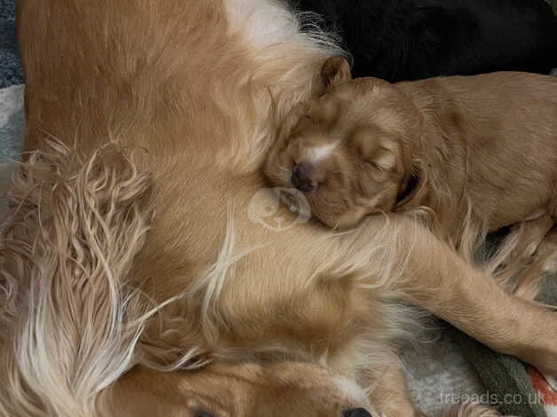 Cocker Spaniel Puppies for sale