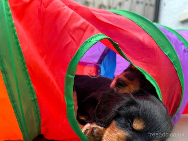 Two gorgeous cocker spaniels for sale !x for sale in South Brent, Devon - Image 4