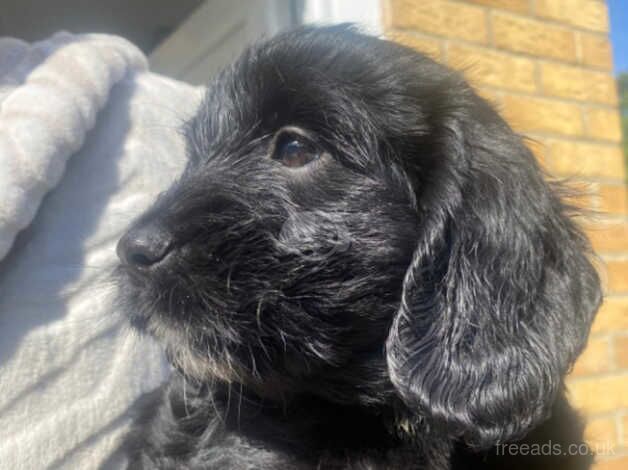 Two spaniel puppies for sale in Kent