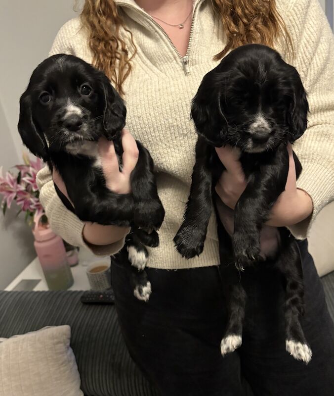 Two stunning cocker spaniel puppies for sale in Coventry, West Midlands