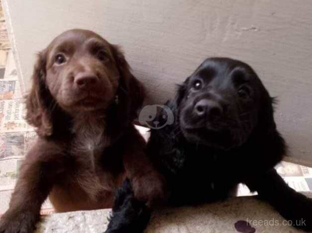 Unregistered cocker spaniels for sale in Leicester, Leicestershire