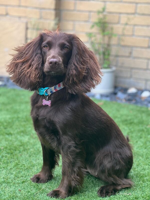 Weybridge - register your interest - working cocker spaniel puppies for sale in Weybridge, Surrey - Image 3