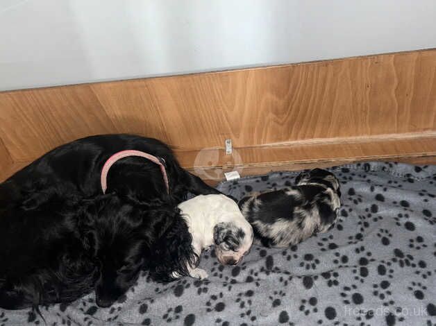 White and black girl cocker spaniel for sale in Hounslow, London