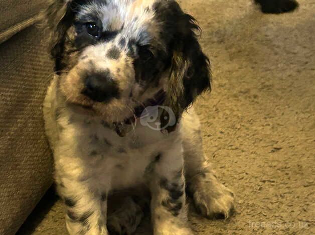 White and black girl cocker spaniel for sale in Hounslow, London - Image 2