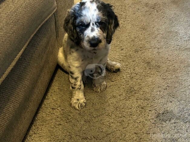 White and black girl cocker spaniel for sale in Hounslow, London - Image 3