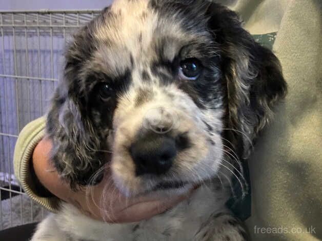 White and black girl cocker spaniel for sale in Hounslow, London - Image 4