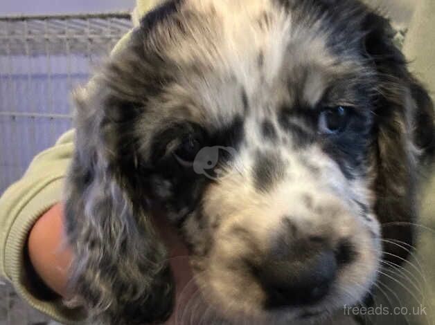 White and black girl cocker spaniel for sale in Hounslow, London - Image 5