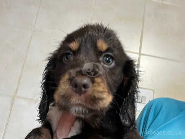 Worker x show cocker spaniels for sale in Skegness, Lincolnshire - Image 1