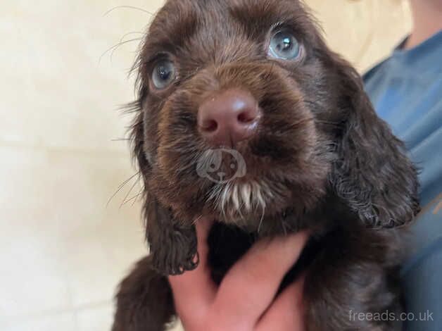 Worker x show cocker spaniels for sale in Skegness, Lincolnshire - Image 4