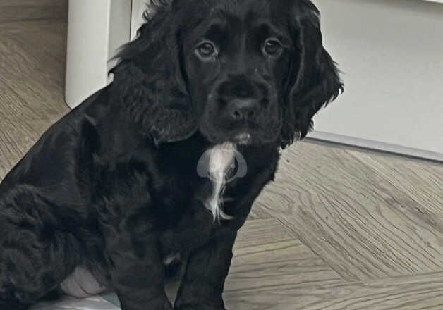 Working Black Cocker Spaniel Girl 7 Weeks Old KC Registered for sale in Glasgow, Glasgow City