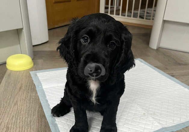 Working Black Cocker Spaniel Girl 7 Weeks Old KC Registered for sale in Glasgow, Glasgow City - Image 2