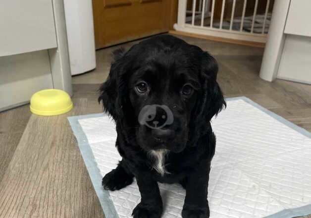 Working Black Cocker Spaniel Girl 7 Weeks Old KC Registered for sale in Glasgow, Glasgow City - Image 3