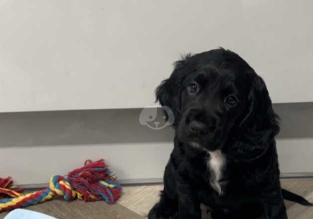 Working Black Cocker Spaniel Girl 7 Weeks Old KC Registered for sale in Glasgow, Glasgow City - Image 5