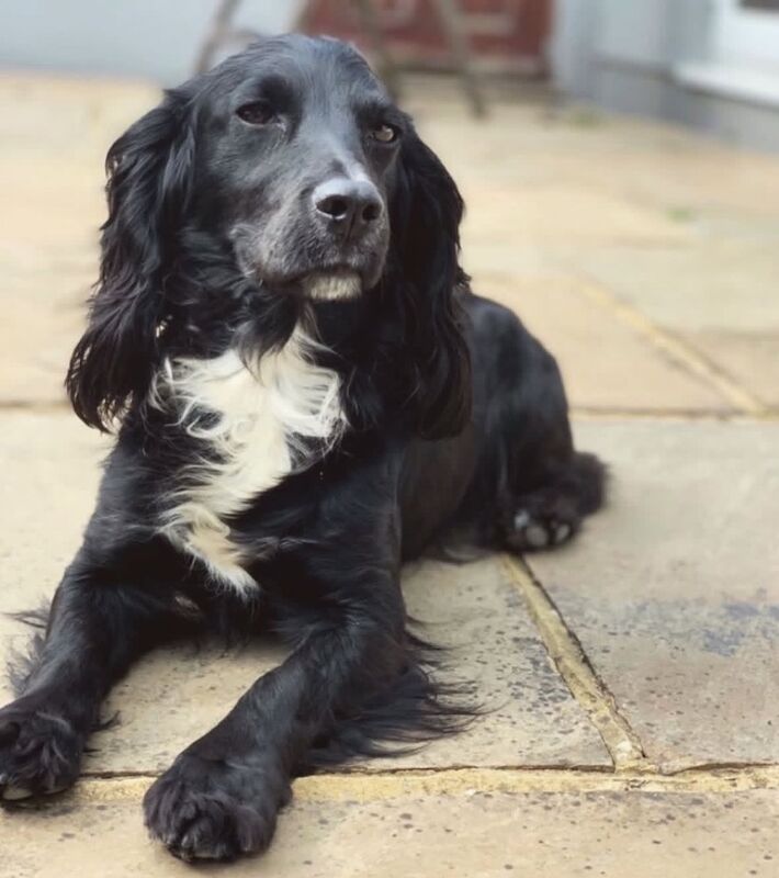 Working cocker female 6 years old for sale in Lymington, Hampshire