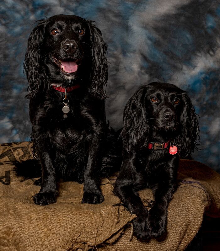 ALL SOLD _ Working Cocker Puppies for sale in West Wycombe, Buckinghamshire - Image 1