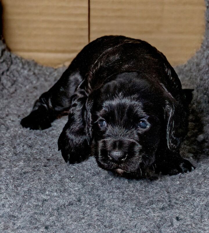 ALL SOLD _ Working Cocker Puppies for sale in West Wycombe, Buckinghamshire - Image 2