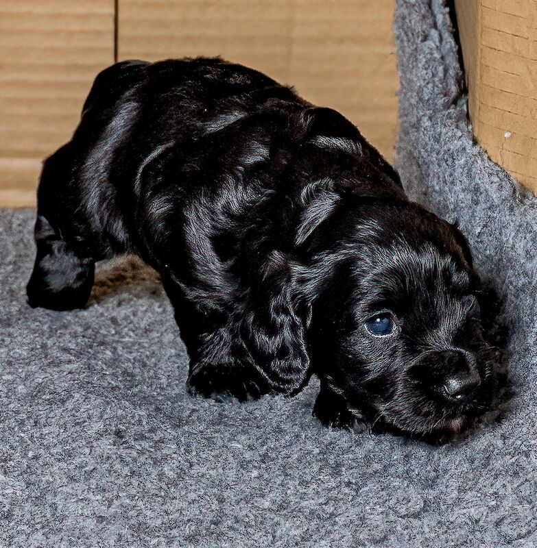 ALL SOLD _ Working Cocker Puppies for sale in West Wycombe, Buckinghamshire - Image 3