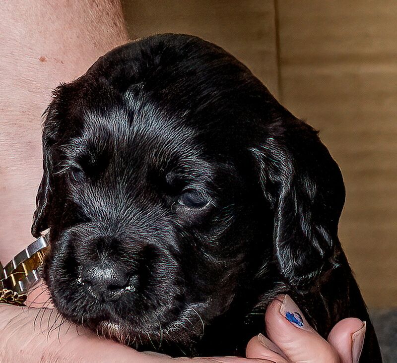 ALL SOLD _ Working Cocker Puppies for sale in West Wycombe, Buckinghamshire - Image 4