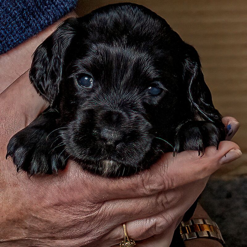 ALL SOLD _ Working Cocker Puppies for sale in West Wycombe, Buckinghamshire - Image 5