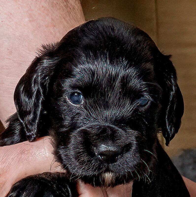 ALL SOLD _ Working Cocker Puppies for sale in West Wycombe, Buckinghamshire - Image 6