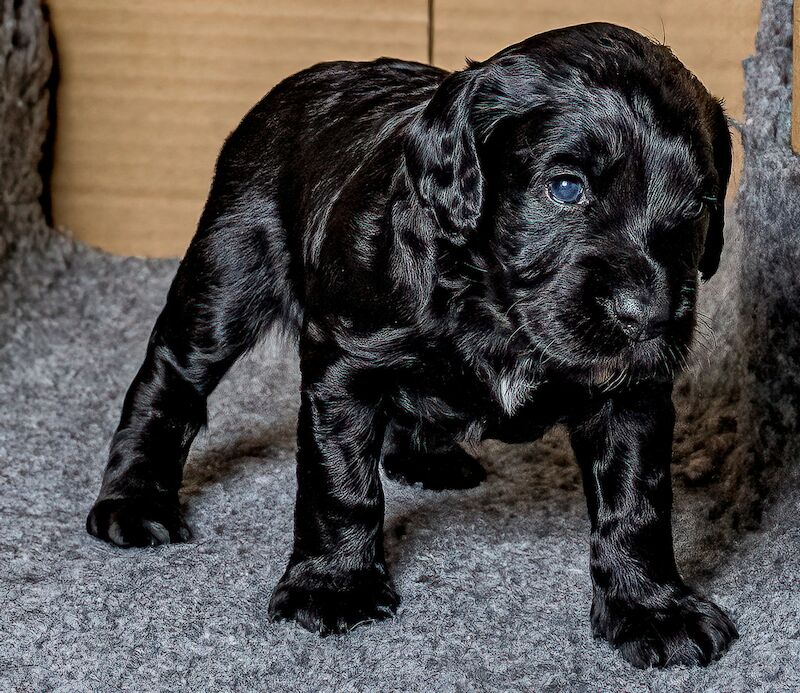 ALL SOLD _ Working Cocker Puppies for sale in West Wycombe, Buckinghamshire - Image 7