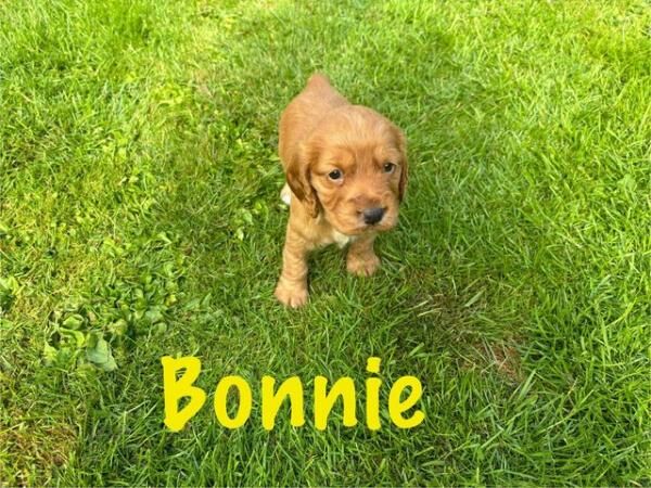 Working Cocker Puppies, dogs and bitches for sale in Stoke Sub Hamdon, Somerset - Image 1