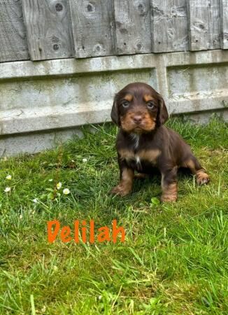 Working Cocker Puppies, dogs and bitches for sale in Stoke Sub Hamdon, Somerset - Image 3