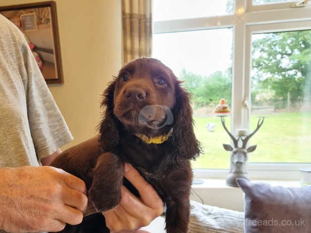 Working cocker puppies for sale in Christchurch, Gloucestershire - Image 1