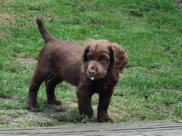 Working cocker puppies for sale in Christchurch, Gloucestershire - Image 2